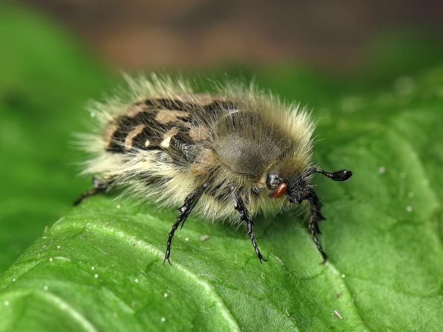 Tropinota hirta (Poda, 1761)